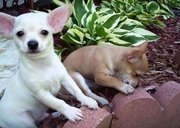 wonderful chihuahua puppies for sale