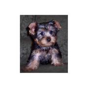 AKC Registered Yorkie puppy for rehoming.
