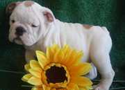 Rare and outstanding english bulldog puppies available for adoption...