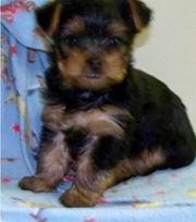 yorkie puppy for lovely home and iot is vet checker and kc register 